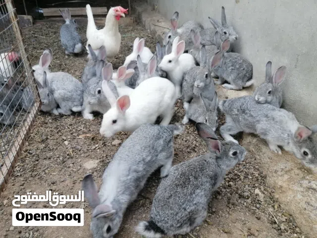 ارانب كبار للبيع بصحه جيده