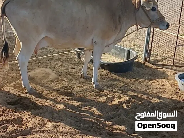 للبيع بقرة مهجنة وعشار