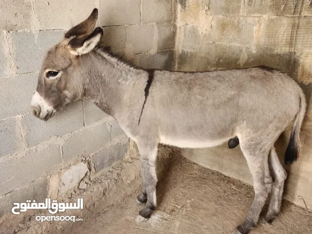 حمار للبيع ( ذكر )