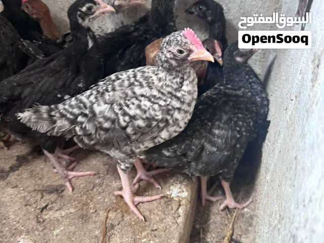 صيصان عمر شهر ونص  عدد 80حبه