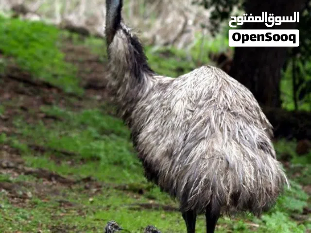 بيض طائر الايمو