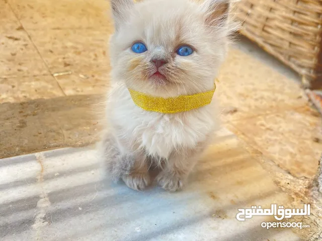 قطط (كيتنز) ميكس سكوتش فولد وبرتش لون سلفر بلو و لون ابيض للبيع