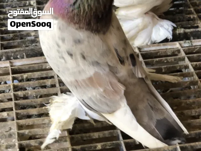 حمام كوبيات للبيع