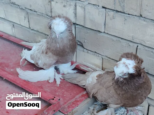 حمام اربيلي زوج