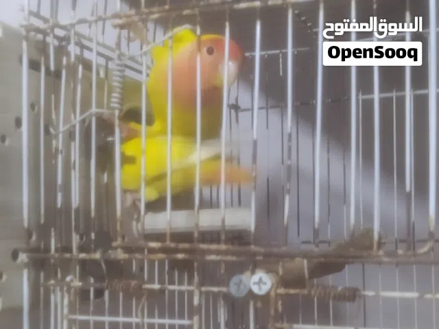 كوبيا بركاديلو للبيع جاهزه على الحضانه 300 دينار عين حمراء