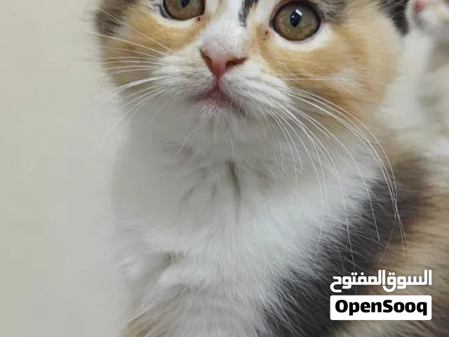 قطط شيرازي للتبني