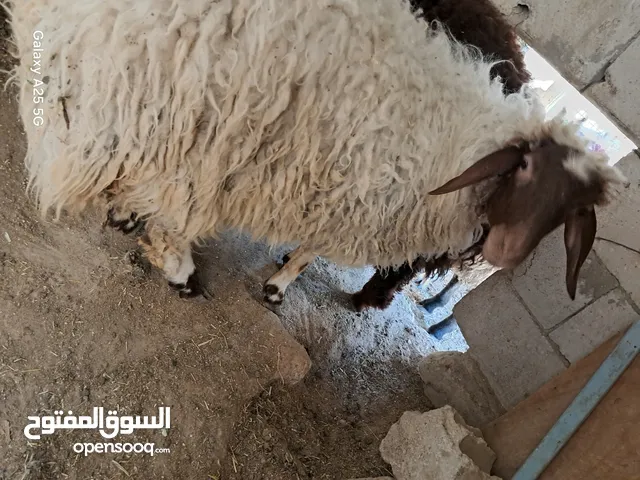 عبوره أسنان اللبن للبيع تنفع اضحيه او عقيقه او نذر