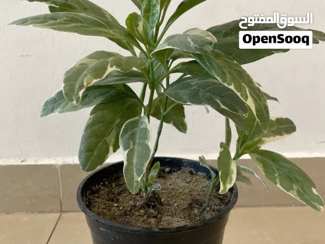 نباتات طبيعية