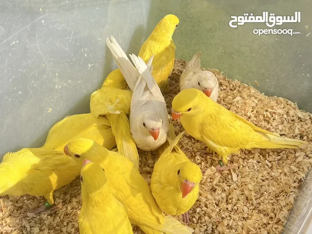 متاتو دره نهاية غر