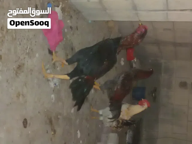 للبيع ديكة فايتر