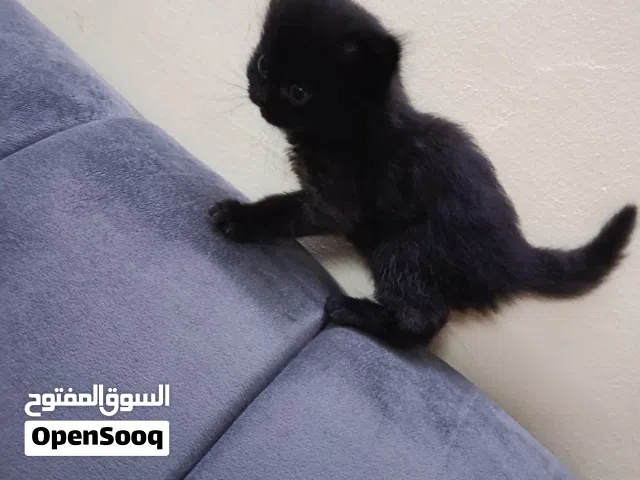 قطط  وليس التبني (ذكور) الرجاء عدم الاحراج من اي شخص التفاصيل واضحه جدا و اي استفسار حياكم الله