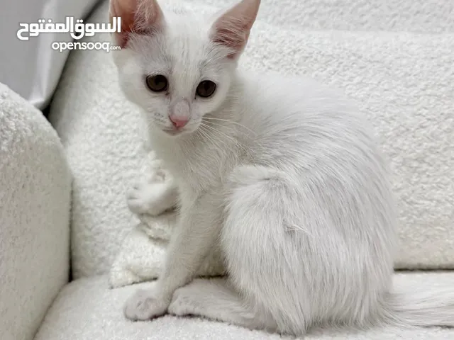 قط ذكر شيرازي