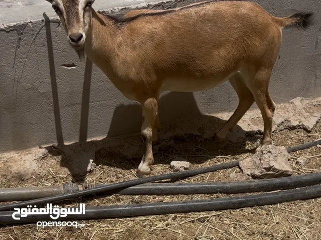 فحل تهجين وعل نوبي عربي