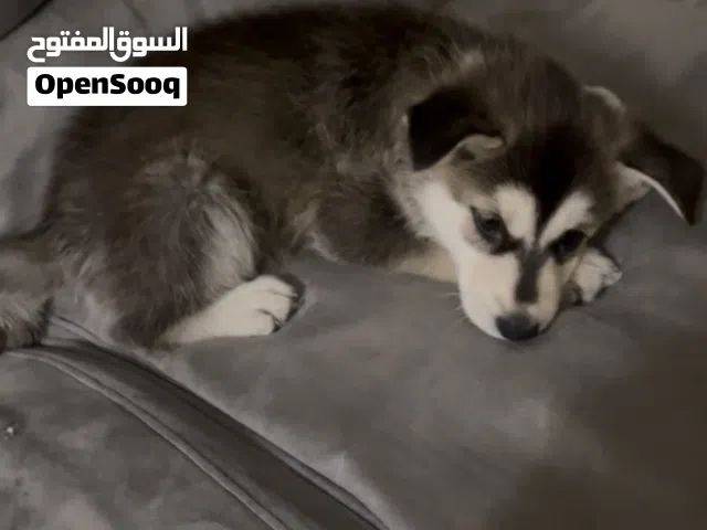 هاسكي للبيع