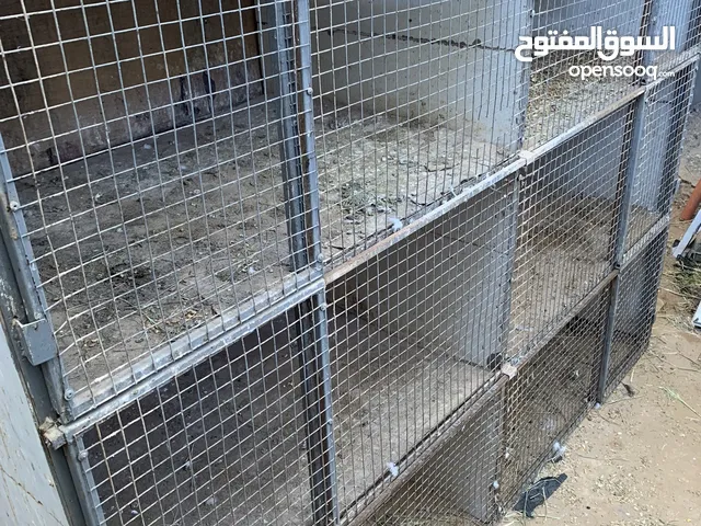 بارتي للبيع ماشاءالله