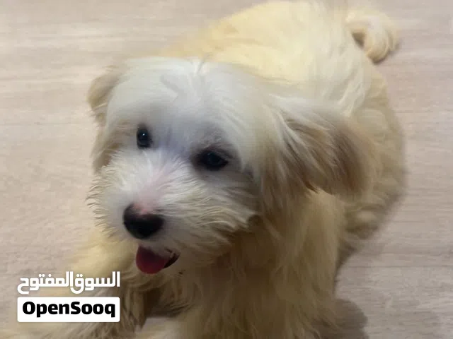 للبيع كلب كوتون دي توليار