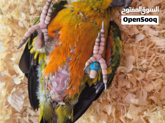 ماشاءالله فرخ صن كنيور الوصف مهم !