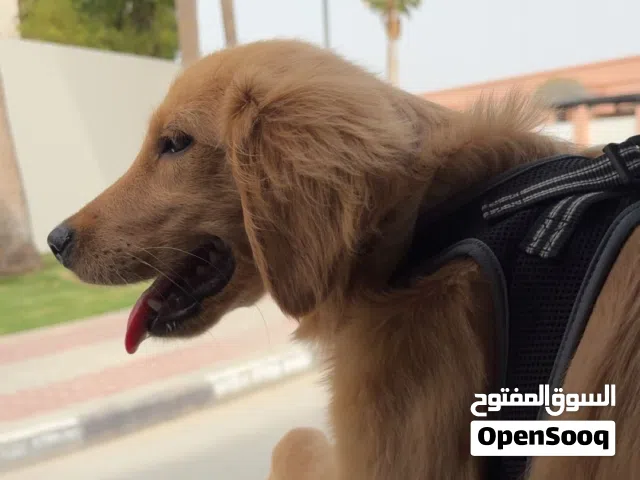 للبيع قولدن ريتريفر أنثى معه المنزل يوجد فيه مكيف