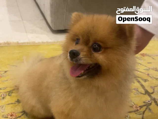 للبيع كلب بوميرانيان (Pomeranian)