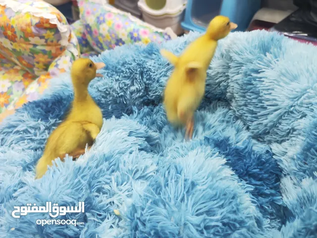 بط بلدي انتاج مزارع مطعم و جاهز ، بداية فطم بيااكلوا لحالهم العمر 40 يوم