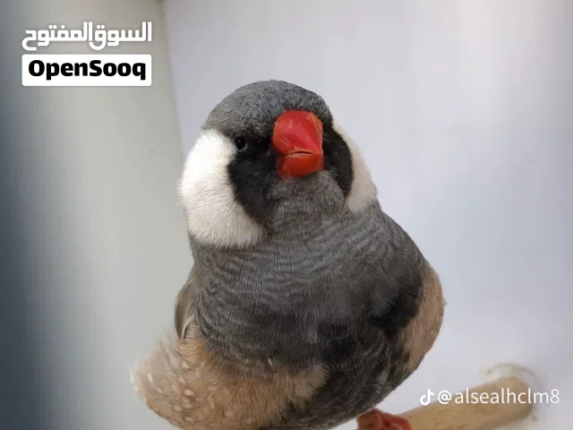 مطلوب مطلوب فقاسة