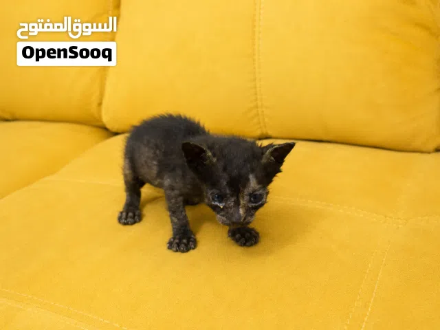 كتنز للتبنيKittens for Adoption