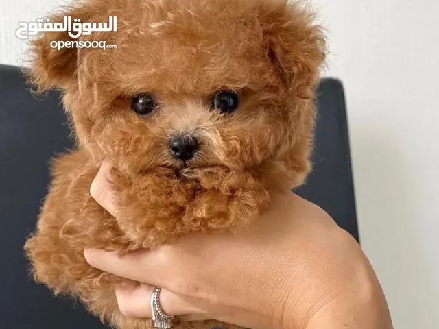 purebred puppies