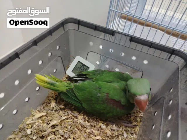 للبيع نيبالي و2الدرة الأخضر وفرخ الروز الكل ب130