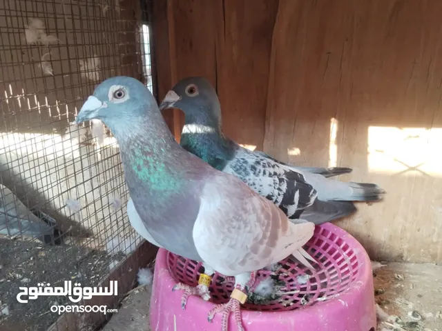 حمام زاجل سباق منتج بيع سمح