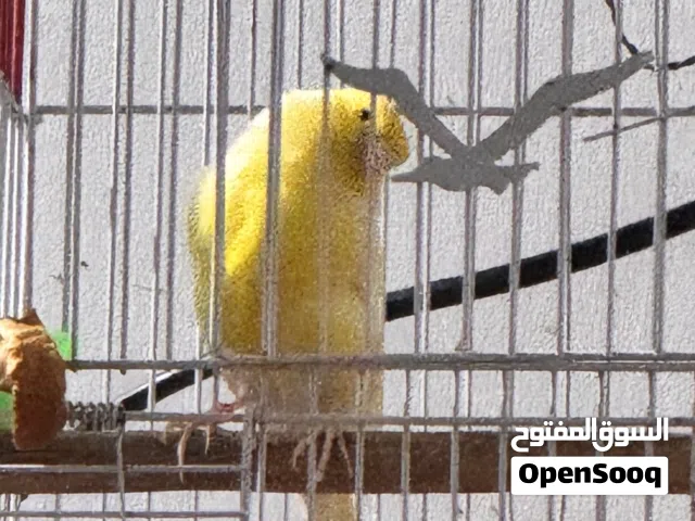 طائر كناري ذكر