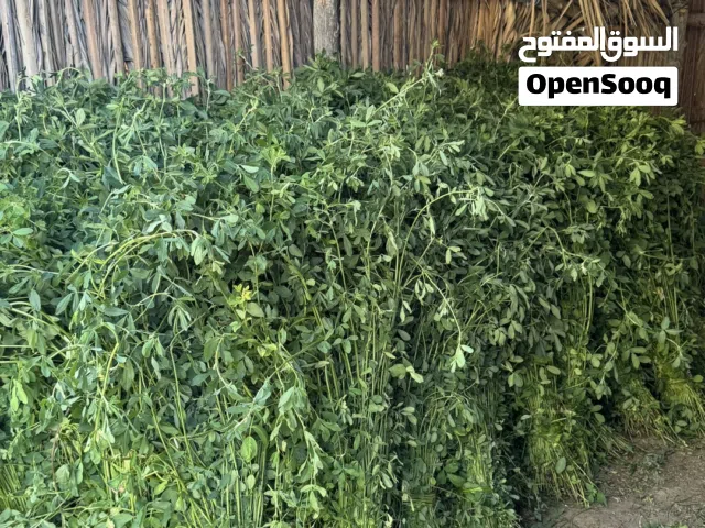 للبيع بذر قت عماني نظيف ومضمون