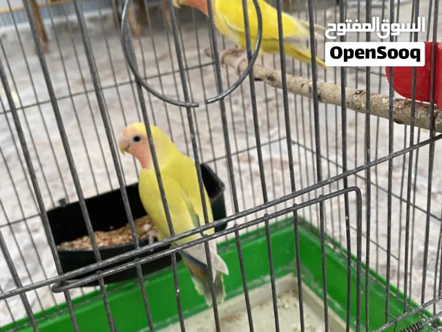 جوزين روز للبيع او للبدل