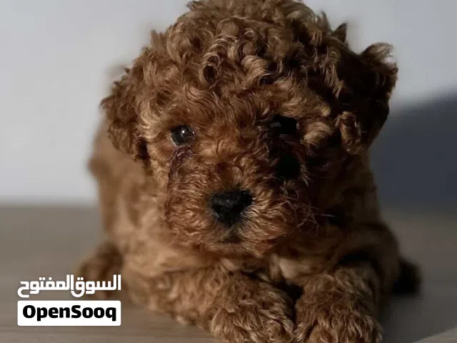 توي بودل للبيع Toy Poodle puppies for sale