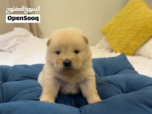 كلاب تشاو تشاو للبيع