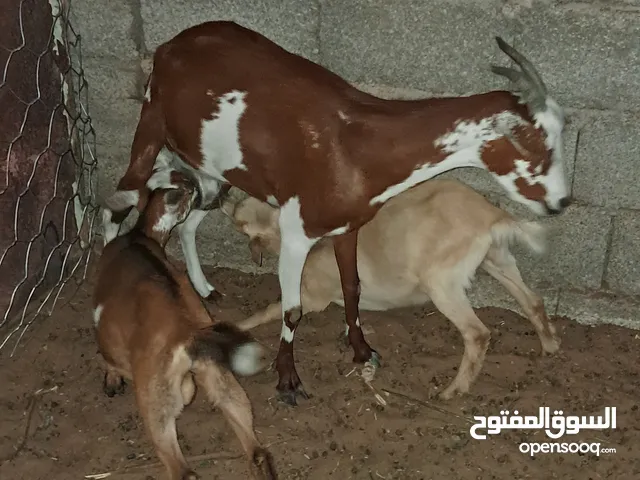 ماعز للبيع