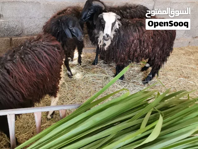 للبيع كبشان عمانيات