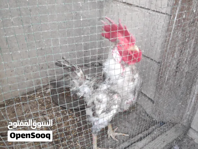 ديك رصاصي نوع مميز سياف