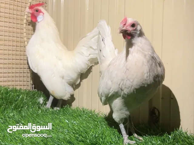 للبيع يوز بو ترجيه