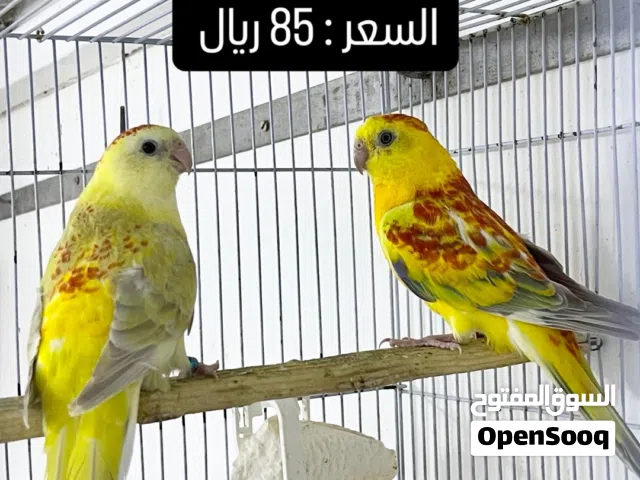 باروتليت - ريدرام - كوكاتيل