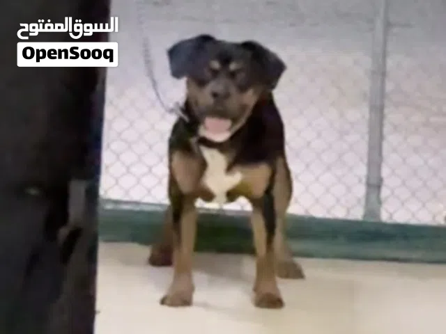 كلب امريكن بولي ب 1300 متعلم سيت و اب