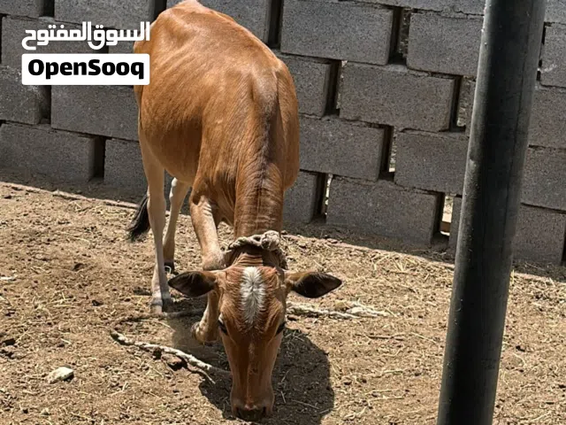 عجاله للبيع عمانيات