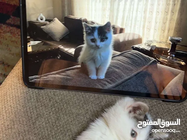 قطة شانشيلا للتبني عمر شهرين لعوبة ومرحة في عمان