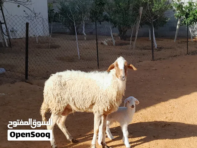 نعجه وطنيه مشالله تحتها فطيمه ناشطه ورويانه سنها جامعه محصنه وسليمه من الامراض