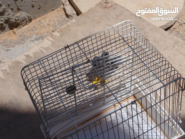سلام عليكم ثلاثه قفاص امتاع كناري ولا قرديل انطاف بدون لاكسر