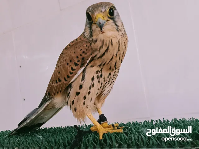 2 صقور شرياص بذوار للبيع متعلمه تجلس على الايدي ليست شرسه