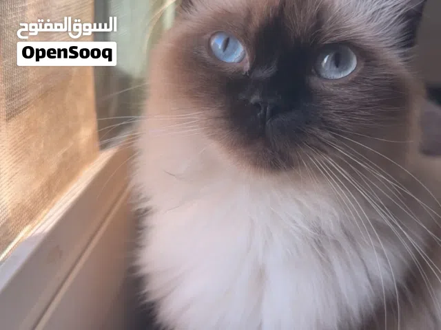 قطط للتبني