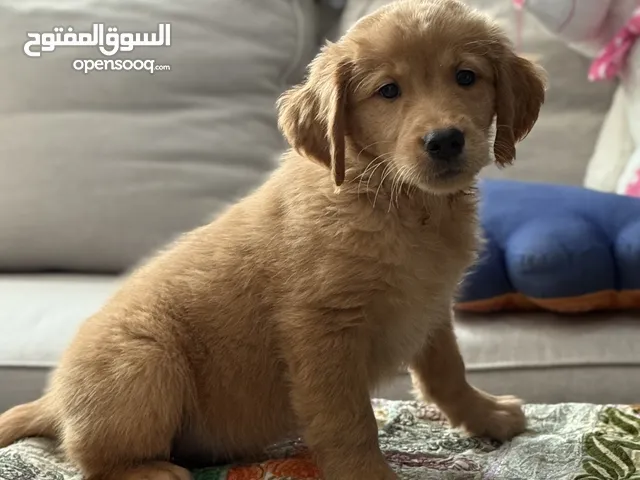 Golden Retriever Puppies For Sale In UAE
