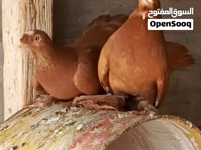 حمام للبيع