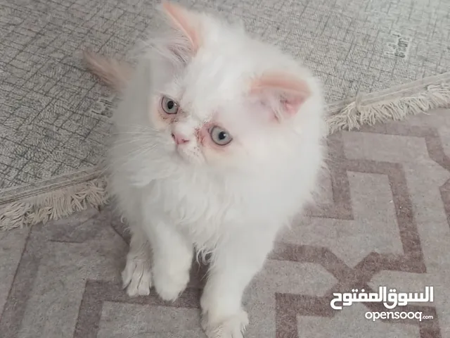 ذكر هملايا اورنج
