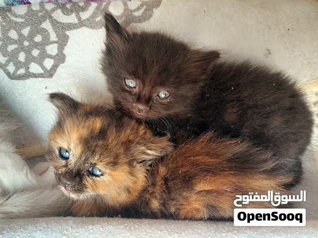 بيع قطط كتن